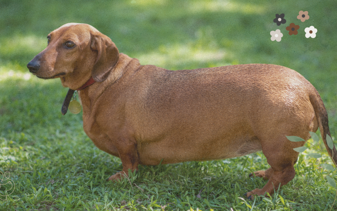 Dikke honden… Een groeiend probleem?