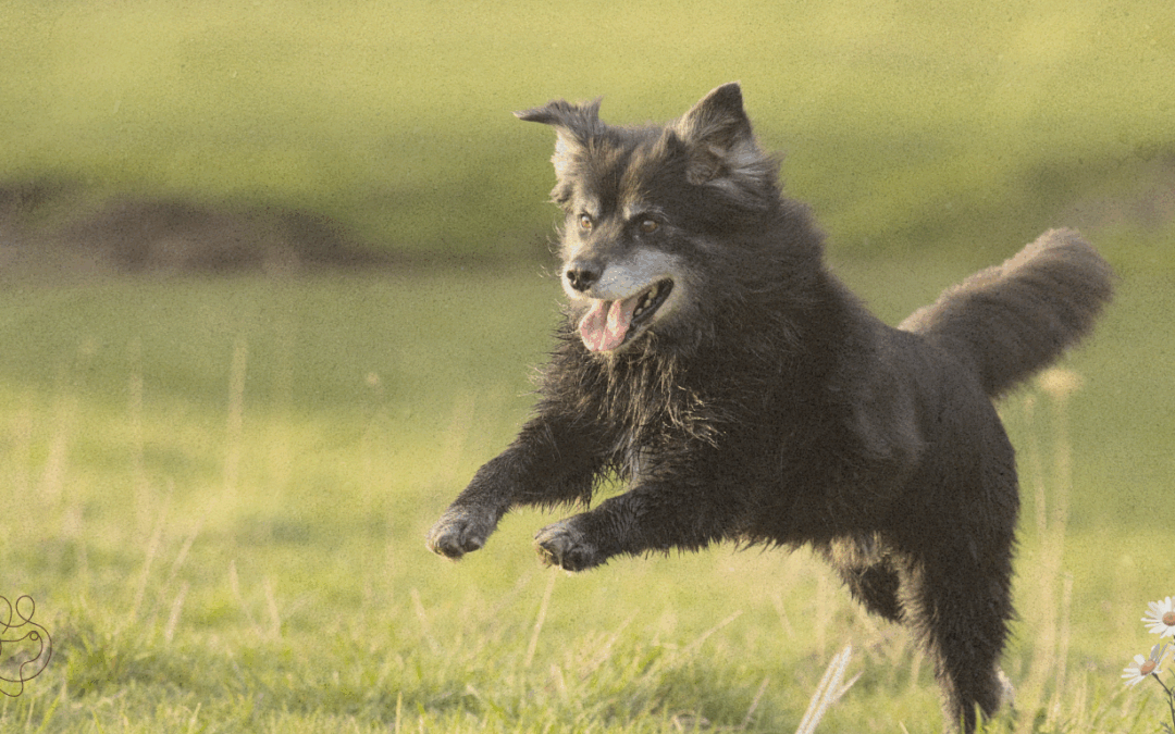 Moet dat minder eiwit? Over oudere honden en hardnekkige gewoontes