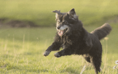 Moet dat minder eiwit? Over oudere honden en hardnekkige gewoontes