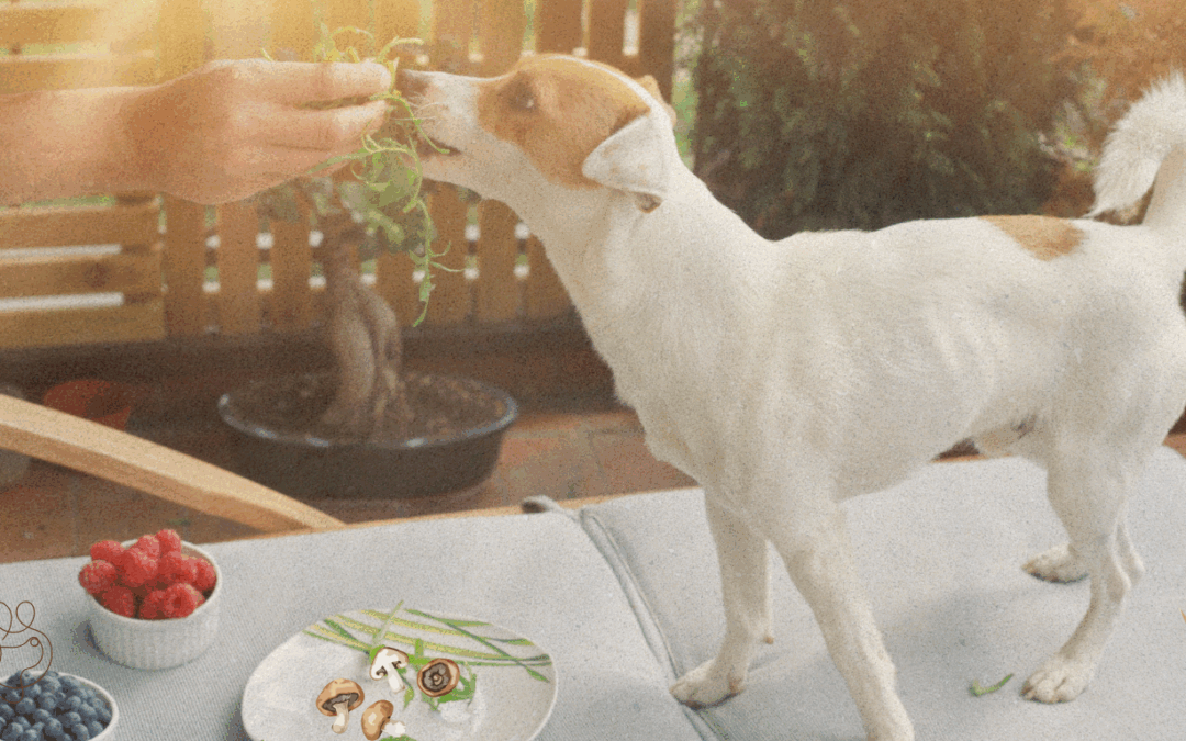 Vegan hondenvoeding: hype of science?